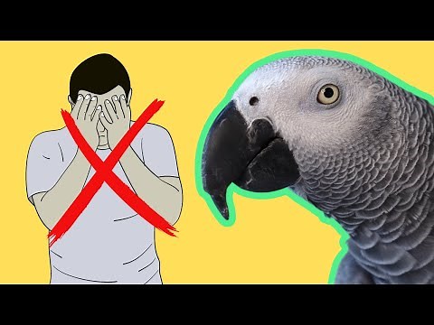 African Grey Parrot, Gizmo, can talk better than most humans!