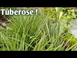 How to grow tuberose flower | Care tips of tuberose plant | Grow tuberose plants from bulbs