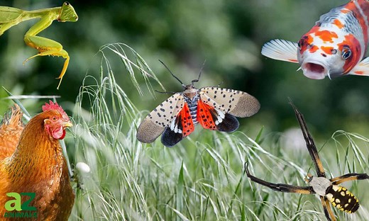 Natural Predators of Invasive Spotted Lanternflies: Who's Eating Them?