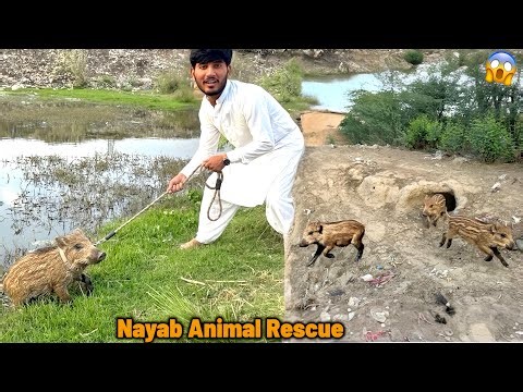 AJ HUM SHIKAR PY GY NAYAB ANIMALS RESCUE 😱