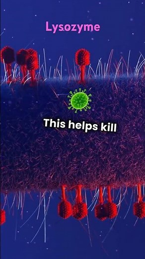 Breaking down bacterial walls – That’s lysozyme in action!#ctet #nvs #htet #dsssb #scienceeducation