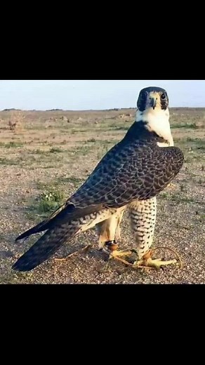 user3561349988888 على TikTok