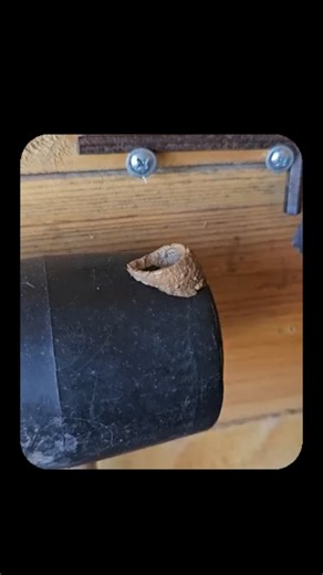 EraScope | Taking Note of the Little things.... Sceliphron fistularium is a species of mud dauber wasp known for building mud nests and hunting... | Instagram