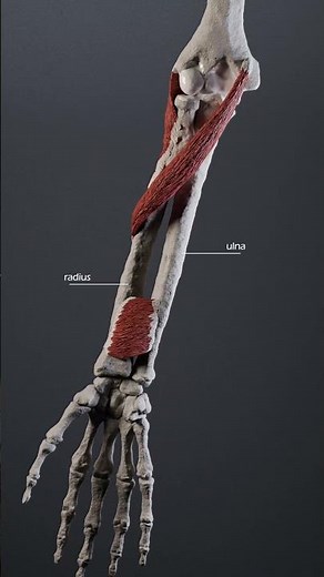 Forearm pronation and supination #forearm #ulna #radius #anatomy #biomechanics #anatomyofmotion