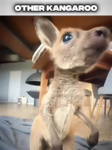 Muscle kangaroo💀🔥 | kangaroo
