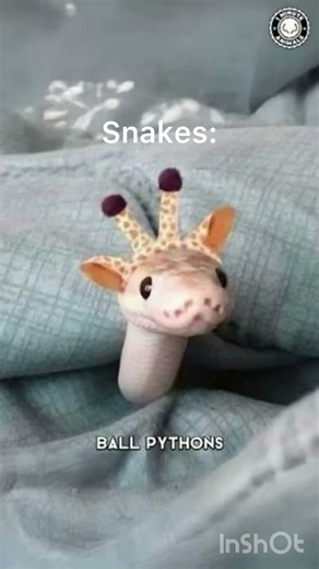 Snakes are cute #music #viral #snake #cute #ballpython #cutesnake #snakecore #funny #snakes