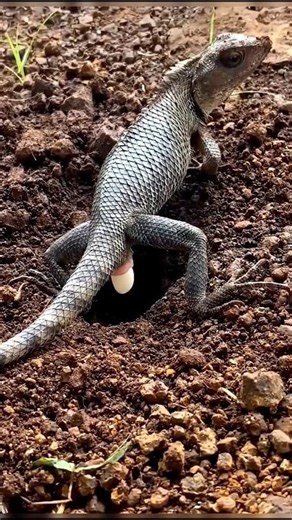 How Do Lizards Lay Their Eggs 😳