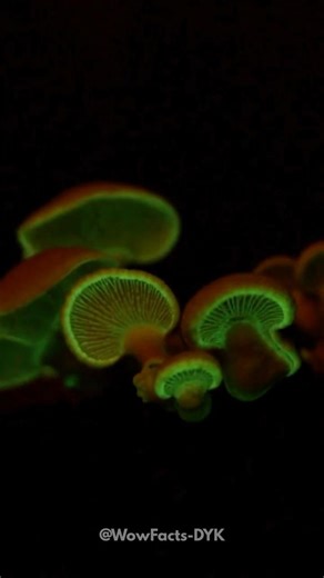 The Mushroom That Glows In The Dark — Nature’s Nightlight 🍄