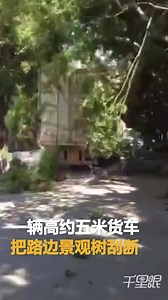 【云南】实拍高五米大货车刮断大树 市民吓得尖叫