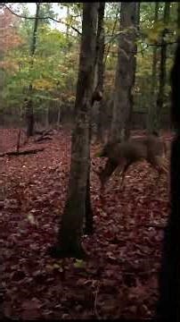 Young Kentucky Buck UP CLOSE!
