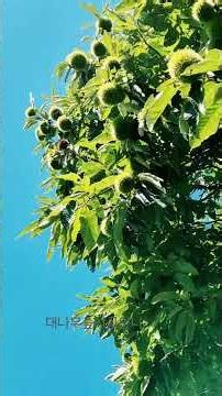 나 본격적으로 가을 타나밤🌰~~~ #가을밤 #가을타나봐 #바이브 #시골일상 #chestnuts #nature