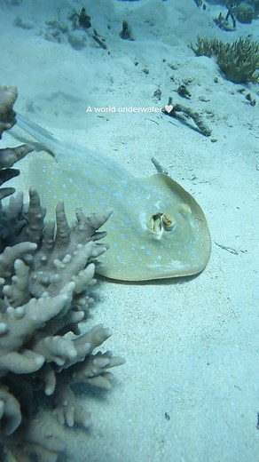 Exploring the Beauty of the Great Barrier Reef