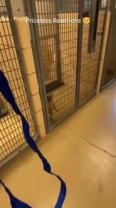 567K views · 17K reactions | Dogs Heartwarming Reactions To Being Adopted #dog #doglover #doggo #dogsoftiktok #dogs #shelterdogs #adoption #adopted #wholesome #heartwarming #fyp | Metdaan Animals | Facebook