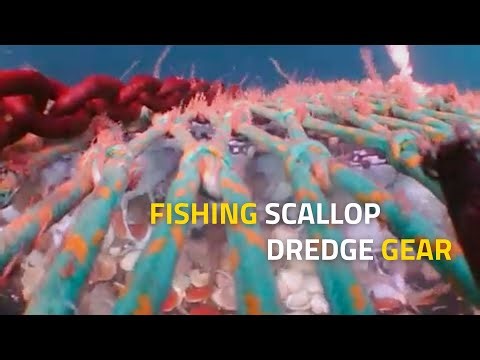 Scallop Dredge Haul filmed by Underwater Fishing Camera