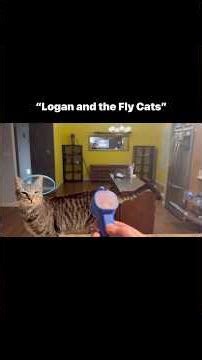 My cats and I playing at midnight.