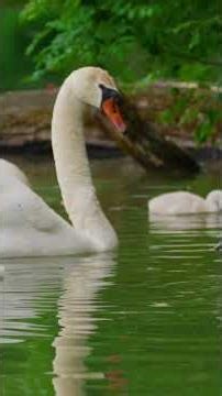 Spring Awakening in 4K Relaxation Scenes #spring #sleepaid #relax #peace #nature #animals