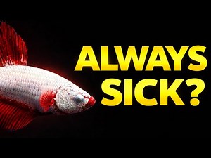 5 Fish That Get Sick No Matter What You Do