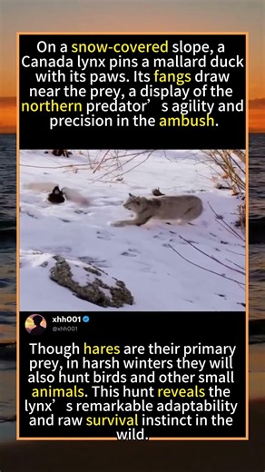 Lynx vs Duck: The Winter Ambush#LynxHunt #WildlifeWinter #PredatorVsPrey #RareFootage