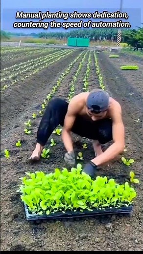Man, Doing the Manual Planting Over Machine