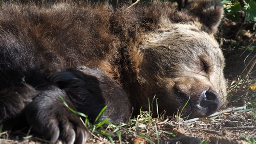 March Madness is underway. So is March Napness, the tournament for hibernating bears