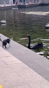 16K views · 95 reactions | Funny animal illustrations: Swan Vs Cat | Creature Trending | Facebook