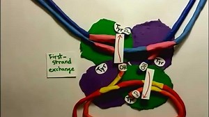 Site Specific Recombination