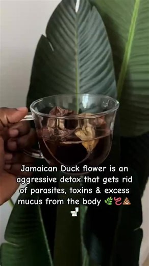 Meelah_Moss_Seamoss on Instagram: "☝️ONLY TO BE DONE ONCE A YEAR. During this process and after this process you need to HYDRATE, hydrate, HYDRATE. It’s recommended that you hydrate with coconut water but spring was is ok too. The Duck Flower Detox is available now in our shop. This powerful #alkaline #electric #herb is a rare find, so if you are interested in doing this detox please get yours now while it is in stock. The Duck Flower blossoms only ONCE per year so when it sells out, we won’t re