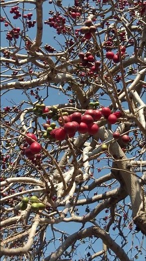Stunning wild plum 𝑺𝒑𝒐𝒏𝒅𝒊𝒂𝒔 𝒑𝒖𝒓𝒑𝒖𝒓𝒆𝒂 the pit plum #plum #plums #field