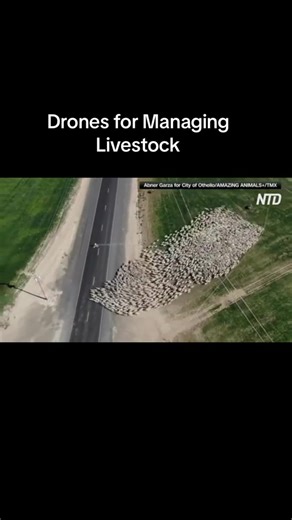 Video featured by Fox Carolina News. #thequeenofdrones #ranchlife #drone #sheep #sheepoftiktok #sheepfarmer #dronevideo #tiktok #fyp #fouryou #herding