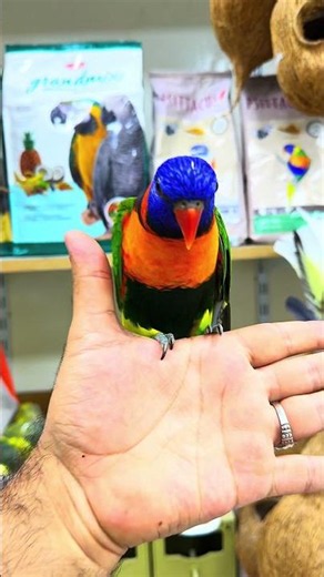 🌈 Rainbow Lorikeet 🦜
