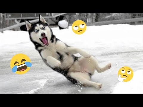 I'm 101% SURE that you will LAUGH EXTREMELY HARD- Funny Dog 2025 #162