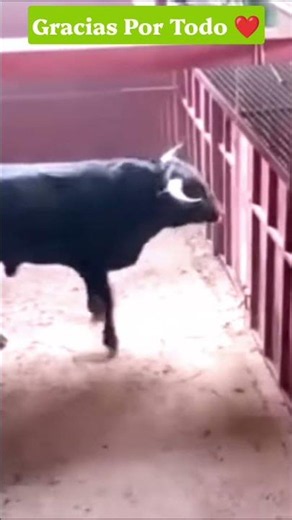 El Toro Bravo Golpea La Puerta De Toriles. #torosbravos #campobravo