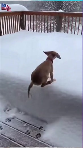 Hilarious Pranks with Dogs: Funny Moments You Can't Miss!