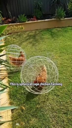 Chicken farming Techniques 🐔 #farming