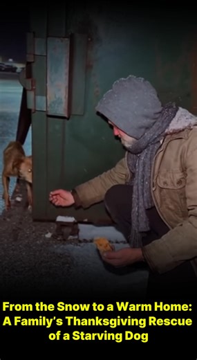 On Thanksgiving, we saw him through the window, tied in the snow, barely breathing, frozen and alone. Our family couldn’t look away. We brought him inside, warmed him, and learned his name: Buddy. Once abandoned, once starved, once afraid to eat… now he trusts again. Every winter, he waits by the door, grateful for a second chance. Some rescues begin with a cry. Others, like Buddy’s, start with a silent look through falling snow. 👉Full story in the comments. | David Benoit
