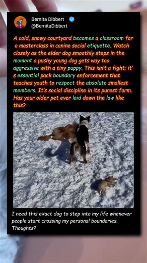 Why This Wise Elder Dog Just FIRED The Class Bully! 🐕 #Dogs #Funny #Pets