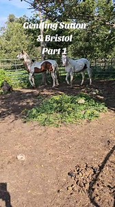 Gentling has started for auction horses Sutton & Bristol. These two were in a pen of horses that the auction and brokers had deemed crazy and destined to go straight to slaughter. We didn't see crazy, we saw scared. They are here now and we are working on earning their trust. The goal is for them to participate in the Dakota Showdown Horse Trainer Challenge next summer. Stay tuned to watch their progress! #horserescuereality #rescueinaction #horseauction #horsegentling #horsetraining | Gentle Sp
