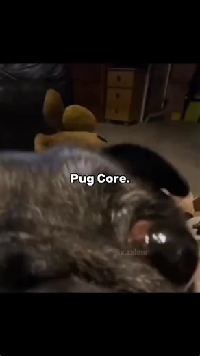 @best_pug_lover on Instagram: "Pug core . . . Credit: @ dm for credit . . . Follow me: ➡ @best_pug_lover For More 😉 . . . . #pug #puglove #pugsofinstagram #pugs #puglife #puglover #pugpuppy #pugnation #pugstagram #pugsnotdrugs #pugoftheday #pugworld #puglovers #pugslife #pugmania #pugclub #pugbasement #pugpuppies #pugloversclub#pugglesofinstagram #pugofinstagram #pugmodel #pugsoninstagram #pugsandkisses #pugdog #pugdog_of_lovers less less"