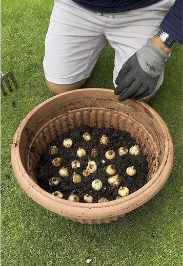 Planting Daffodils: Tips for a Beautiful Spring Garden
