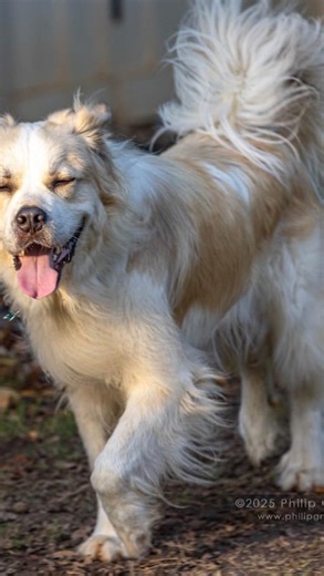 61 reactions · 4 comments | ✨Oberon✨ House Trained: ✅️ Leash...