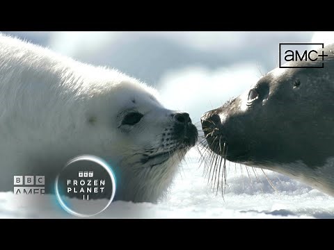 Prepare for an Arctic Spring with a Harp Seal Pup 🦭 Frozen Planet II | BBC America