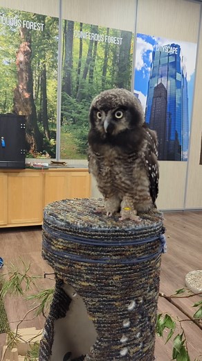 You voted, and TRC’s newest raptor ambassador officially has a name! The name of this special little Northern hawk owl is Aurora because where the Aurora Borealis can be seen, the Northern hawk owl is likely nearby. Aurora is sure to delight bird lovers and inspire a passion for raptors in all who meet her. When you take a tour of The Raptor Center, you just might get to see her. Northern hawk owls like Aurora are not often seen in human care. In the wild, these owls are found in the boreal fore