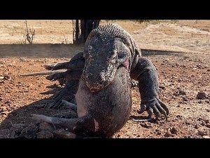 WOOWW😱😱The Primal Power of the Komodo Attempting to Swallow Prey- @Komodotreasure
