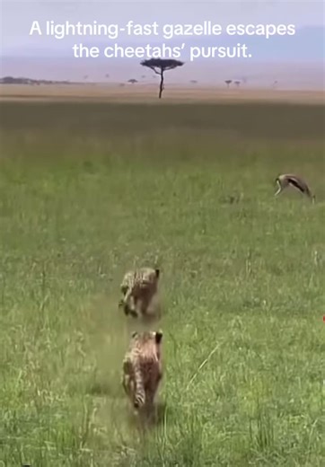 Gazelle Escaping Cheetahs: A Wildlife Photography Moment