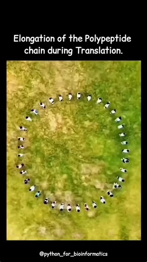 Ashish Singh on Instagram: "Elongation is the stage of translation during which the polypeptide chain increases in length by the sequential addition of amino acids. It begins once the initiation complex is formed on the mRNA. During elongation, a charged tRNA (aminoacyl-tRNA) whose anticodon is complementary to the next mRNA codon enters the A site of the ribosome with the help of elongation factors and GTP. This ensures that the correct amino acid is selected according to the genetic code. Once