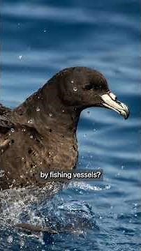 The missing black petrels of Great Barrier Island | Our Changing World
