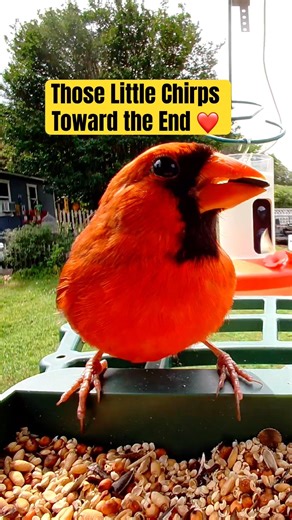 Such Adorable Little Chirps 🎶❤️
