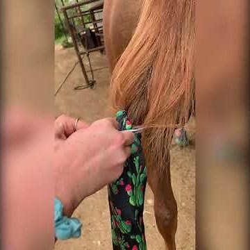 How to Tie a Tail Bag in Your Horse's Tail