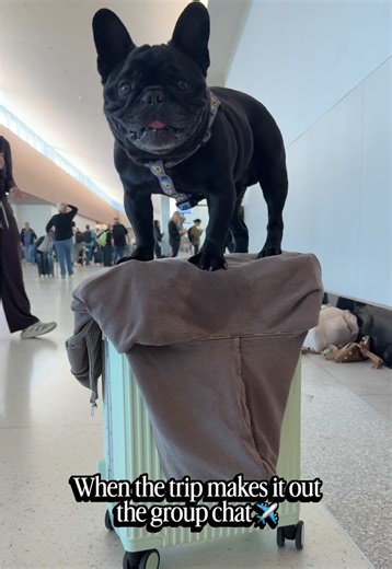 Travel with Dogs: Tips for Flying with Your Frenchie