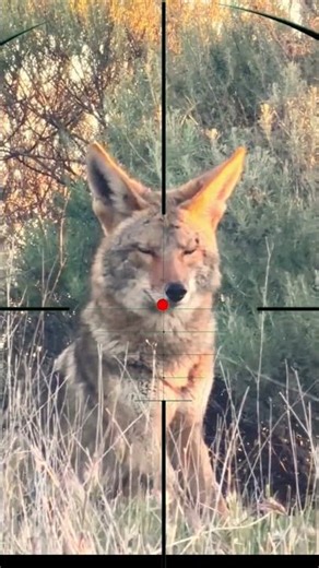 Wolf Hunting | Caccia al lupo | Chasse au loup